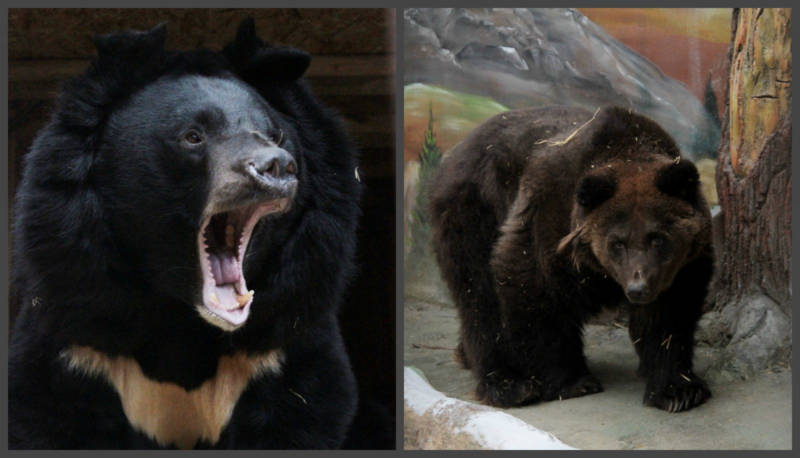 Запасли жир и на боковую: медведи в зоопарке Екатеринбурга впали в спячку на две недели позже
