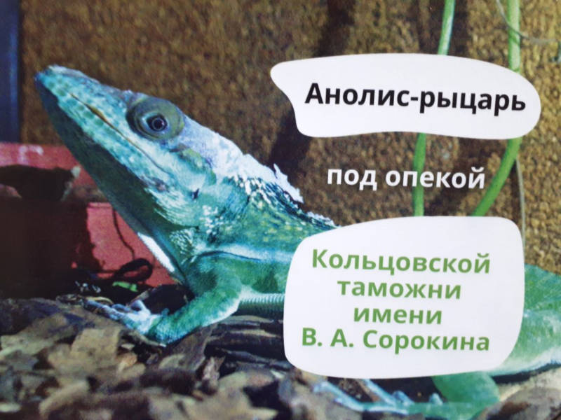 Редкий геккон, снятый с рейса в Кольцово, поселился в Екатеринбургском зоопарке