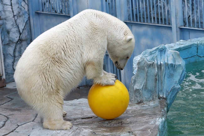 У белых медведей из Екатеринбургского зоопарка новые игрушки