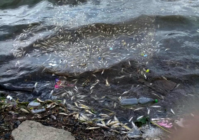 В Полевском массово гибнет рыба в пруду: во всём виновата жара