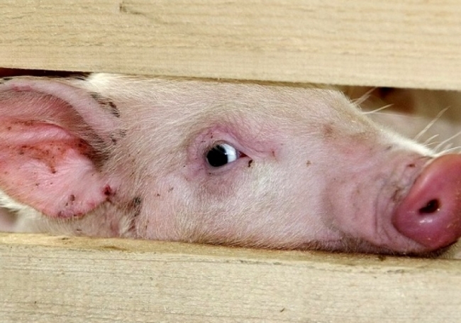 В Свердловской области введён карантин против африканской чумы свиней