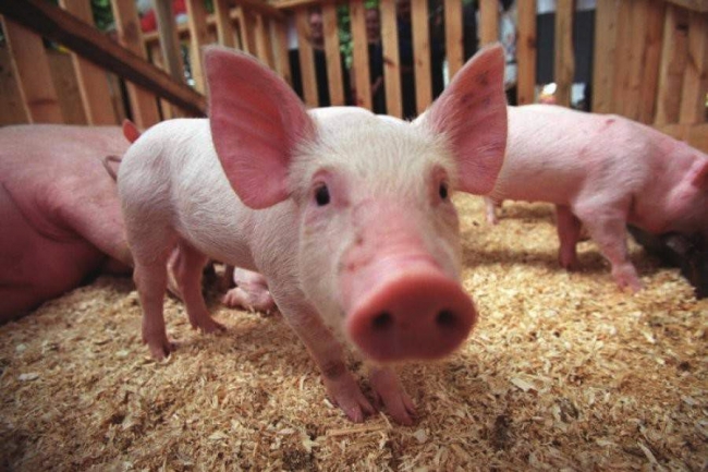 Уральских хрюшек поставят на учёт в связи с распространением африканской чумы свиней