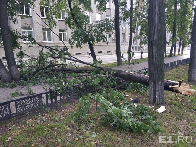 Сломанное ураганом дерево чуть не убило прохожих