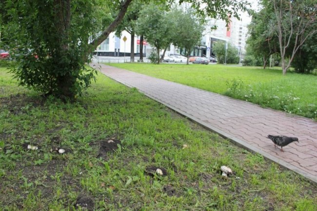 Опасные шампиньоны выросли в центре Екатеринбурга