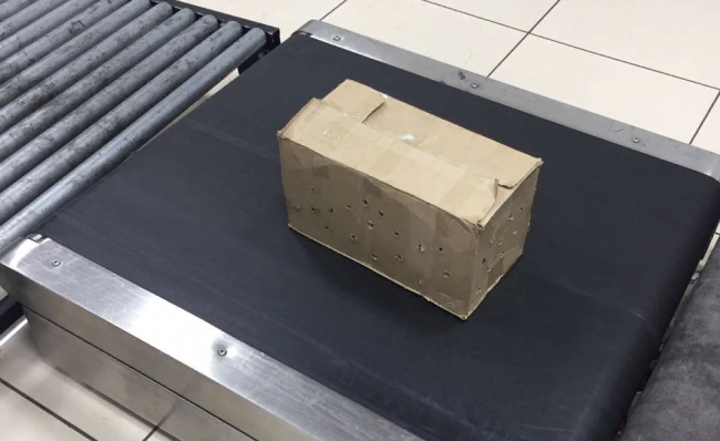 В Кольцово задержан пассажир с голубями в коробочке