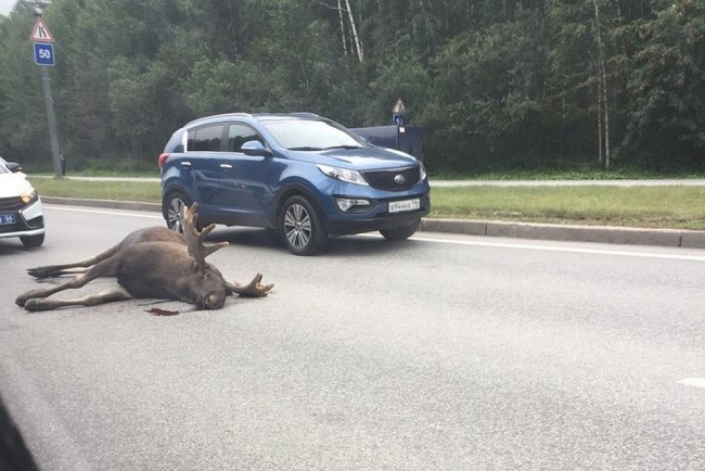 На дублёре Сибирского тракта в Екатеринбурге насмерть сбили лося
