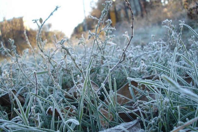 Садоводам и автомобилистам: в Свердловской области ожидаются заморозки