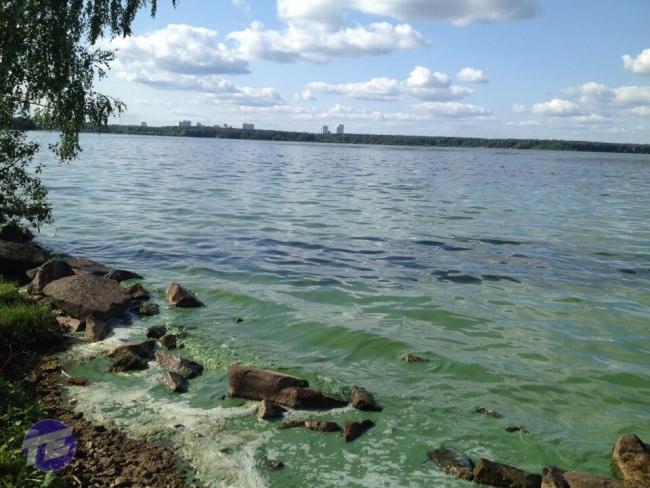 Озеро Шарташ в Екатеринбурге покрылось таинственной зелёной слизью