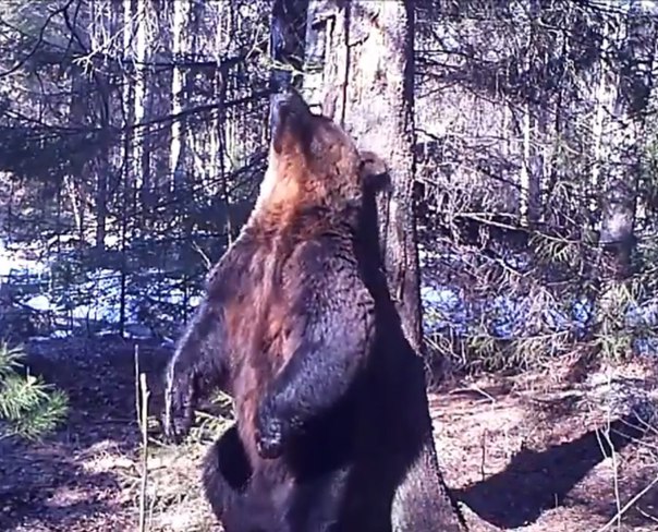 Певчий дрозд и «плюшевый» медведь попали в видеоловушки Висимского заповедника