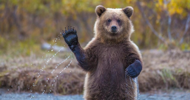 В Серове попросили не подкармливать медведей
