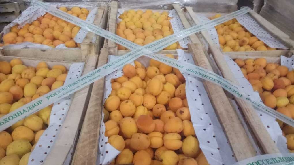 В Екатеринбурге раздавили восемь тонн абрикосов