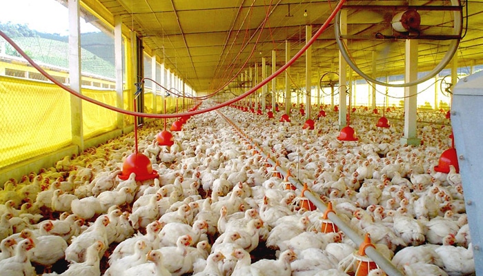 800 работников «Среднеуральской» птицефабрики останутся без работы
