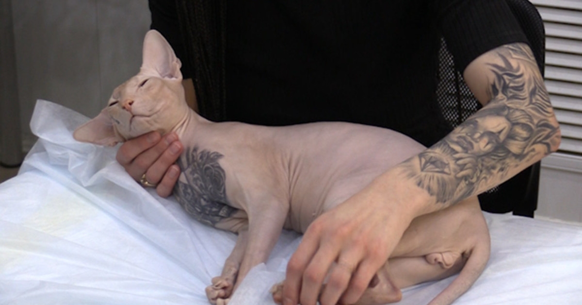 В Екатеринбурге хозяина татуированного кота требуют наказать