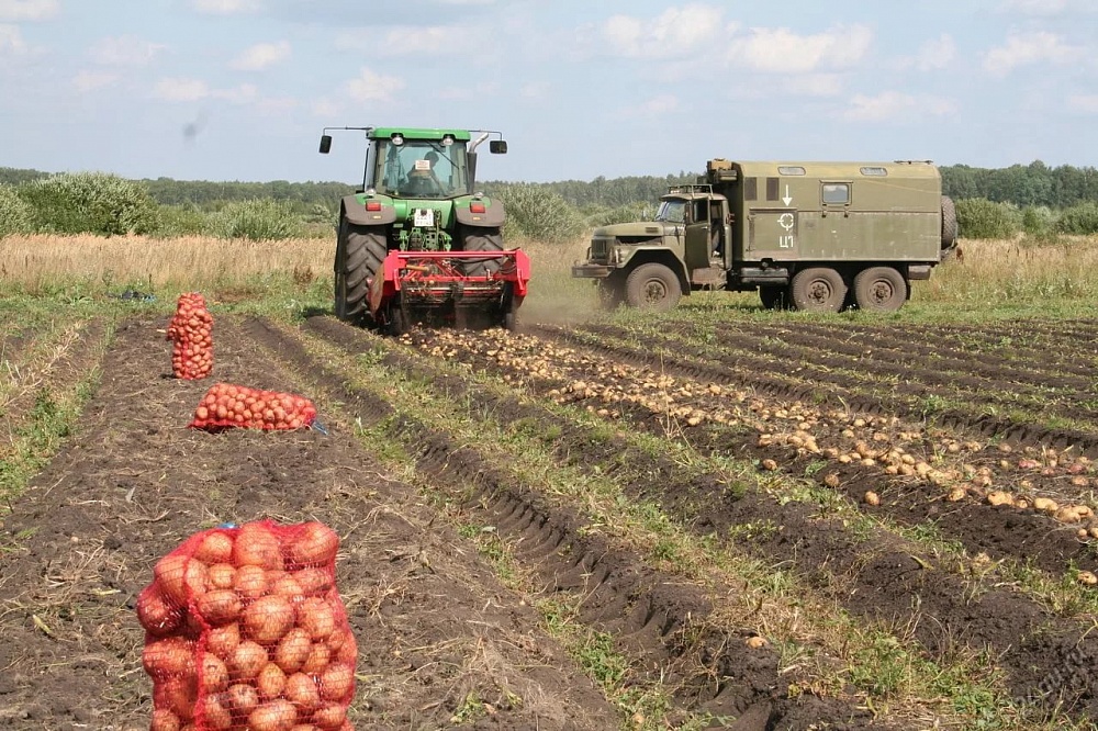Двести тонн отборного картофана планируют собрать в свердловской колонии