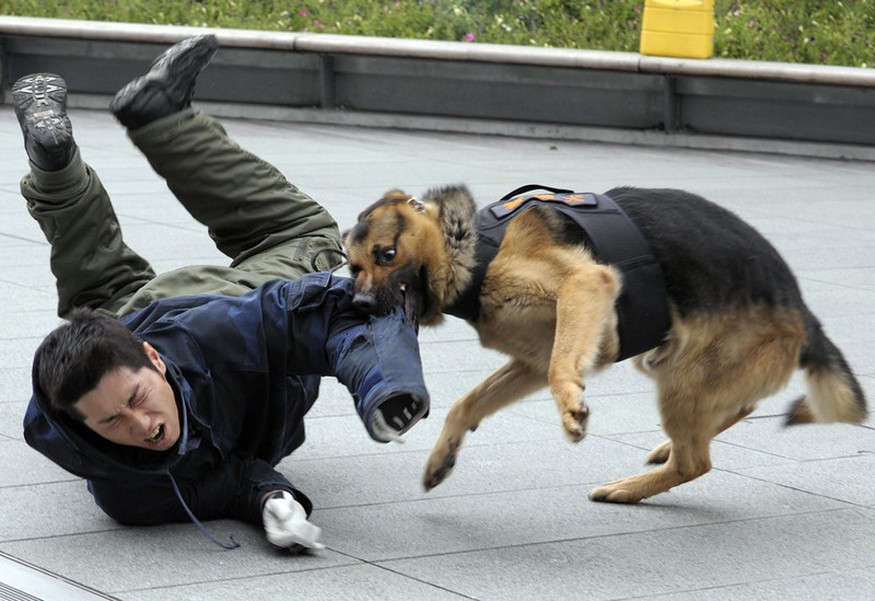 Следственный комитет проверяет информацию о нападении собаки на людей в Екатеринбурге