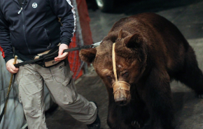 В московском цирке на проспекте Вернадского медведь убил рабочего