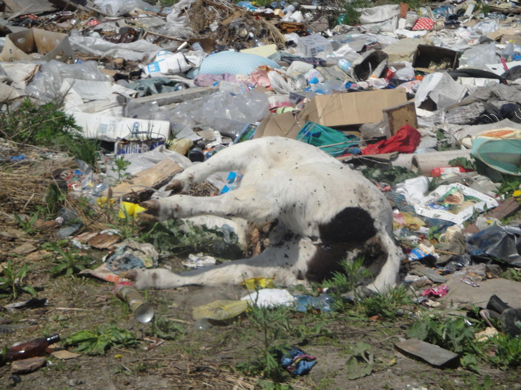 В коттеджном поселке Екатеринбурга сваливают трупы животных
