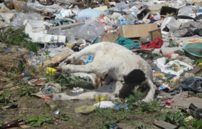 В коттеджном поселке Екатеринбурга сваливают трупы животных