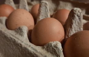 Миллион за яйца: уральские таможенники впервые оформили особый груз