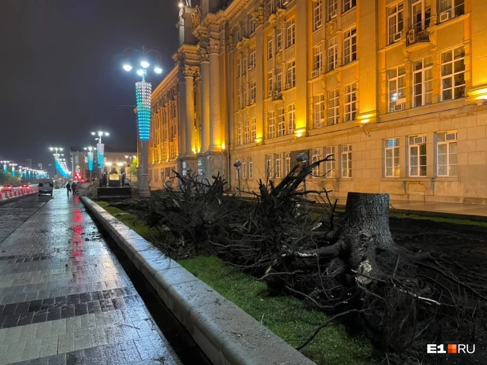 Возле администрации Екатеринбурга срубили легендарные ели
