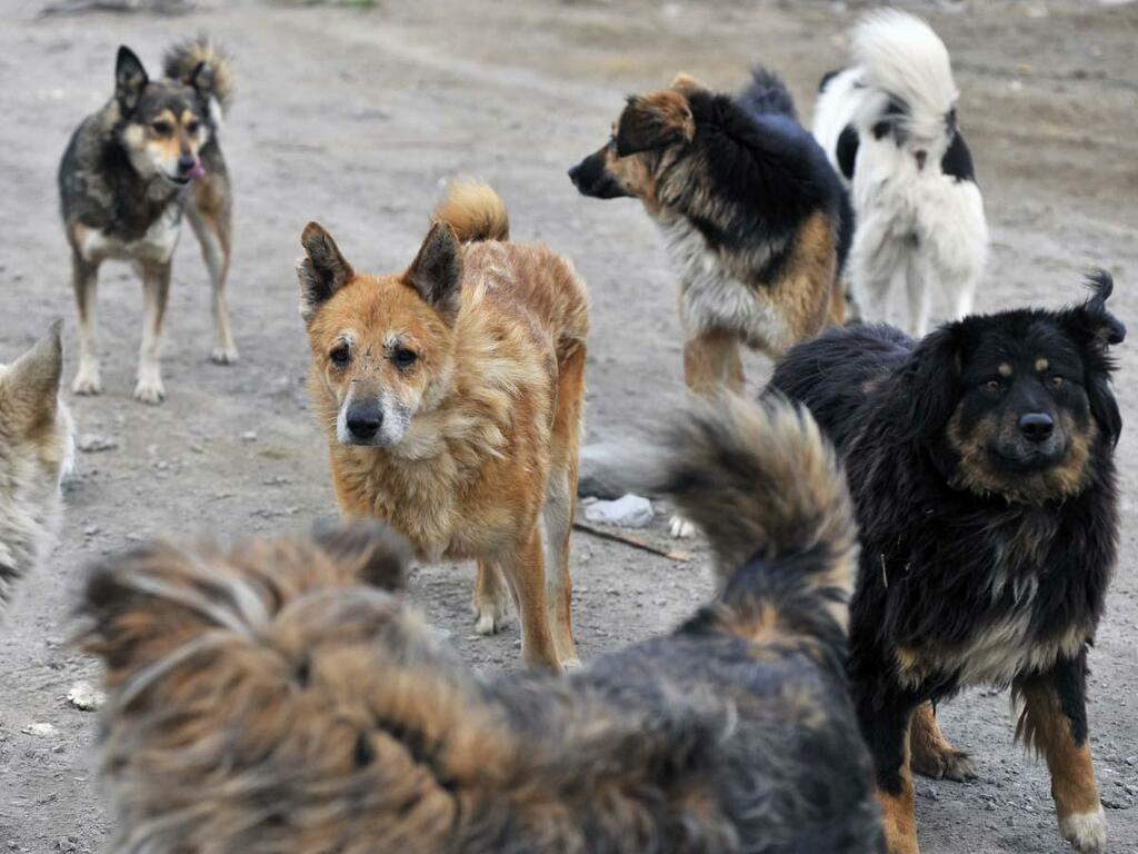 Свердловский мэр назвал виновных в нашествии собак