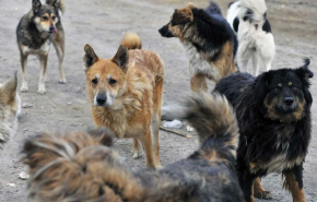 Свердловский мэр назвал виновных в нашествии собак